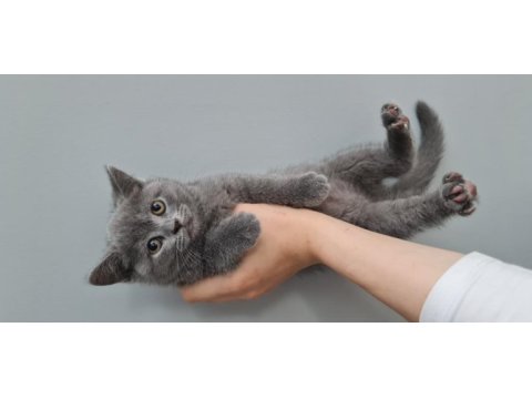 2 aylık british shorthair