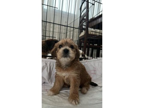 Orijinal morkie yavruları