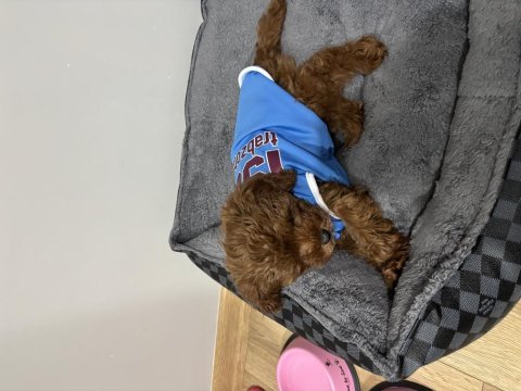 5 aylık poodle yavrumuz lidya