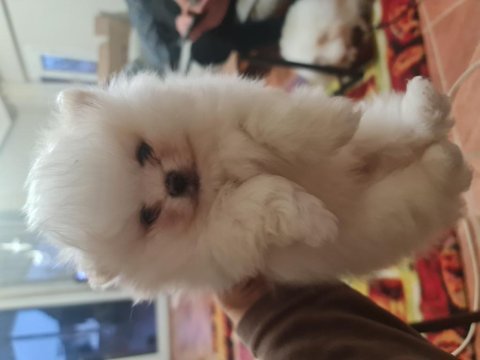 Pomeranian boo köpeğimiz