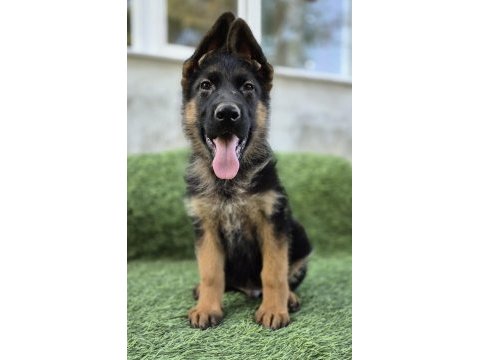 Üst düzey alman çoban köpeği yavruları
