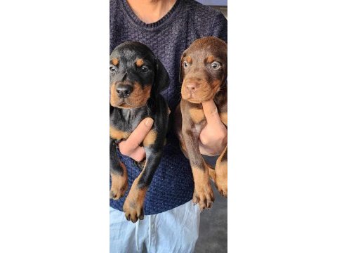 Safkan king doberman yavrular