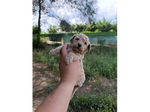 2 aylık poodle