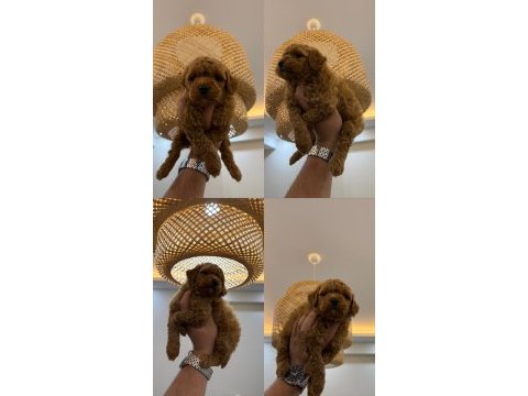 Redbrown teacup maltipoo wc pet eğitimli