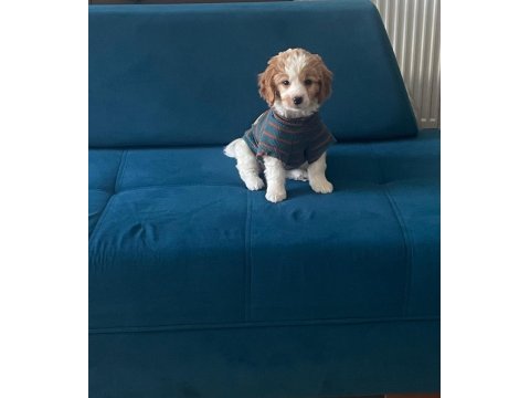 Herkesle 40 yıllık arkadaş gibi olan maltipoo