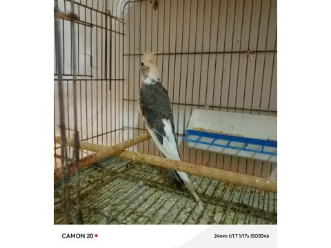Damızlık erkek wifi sultan papağanı