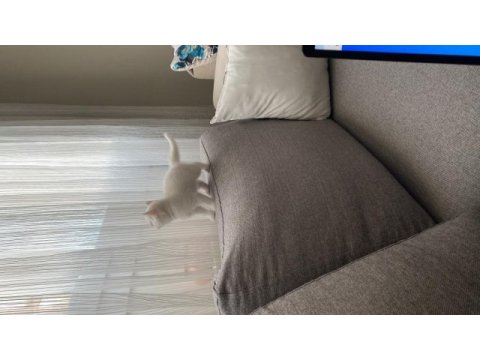 Chinchilla 1,5 aylık yavrular