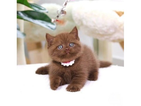 Zarafet timsali chocolate british shorthair