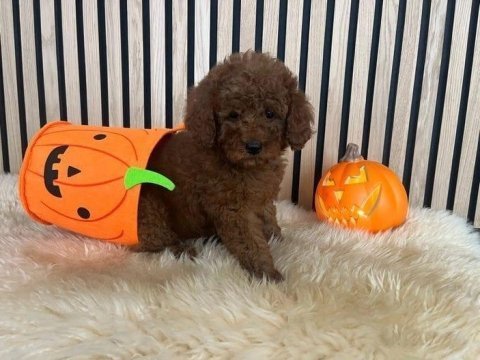 Ömür boyu ırk garantili poodle bebekler 