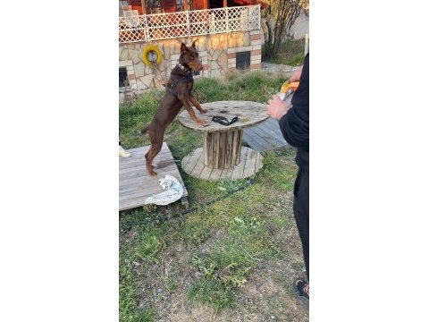 Saf ırk doberman köpeği