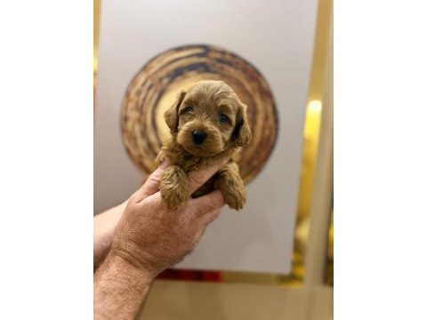 Toy poodle yavru köpeklerimiz