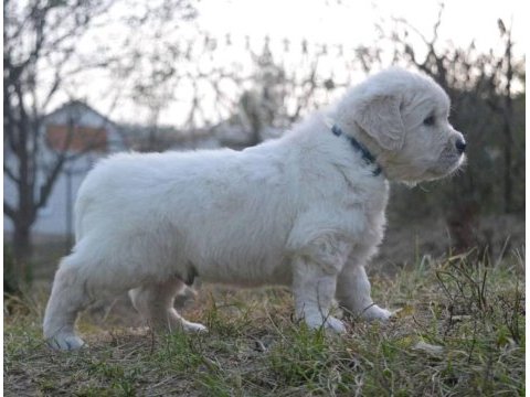 Golden retriever yavrular istenirse kapınıza teslim