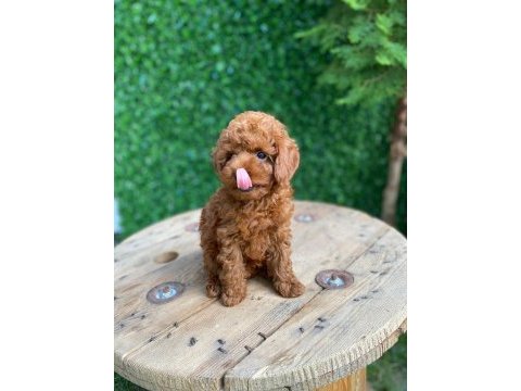 Toy poodle mini boy dişi yavrumuz