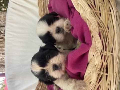 Shih tzu şitzu