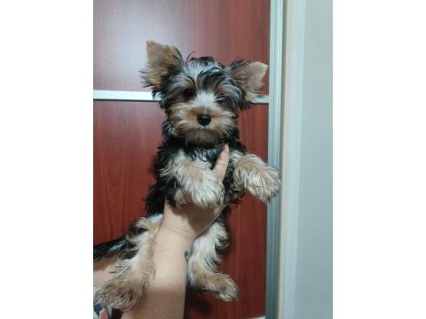 Yorkshire terrier erkek yavru