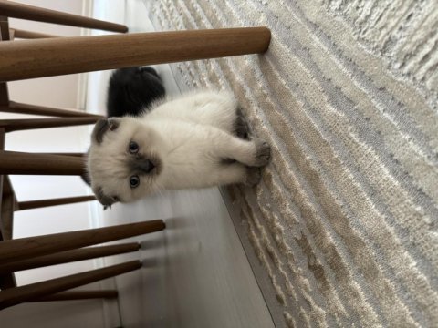 Dünyalar güzeli scottish fold yavrularımı sahiplendiriyorum