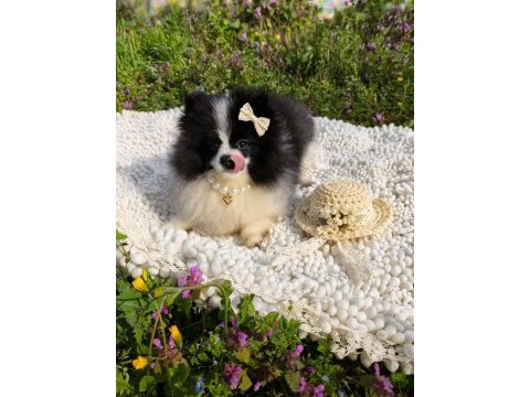 Dişi panda pomeranian boo