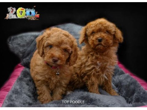 Orjinal toy poodle