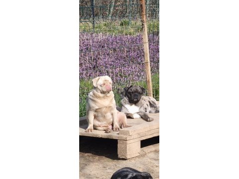 Yetişkin ping ve egzotik pug mops lar