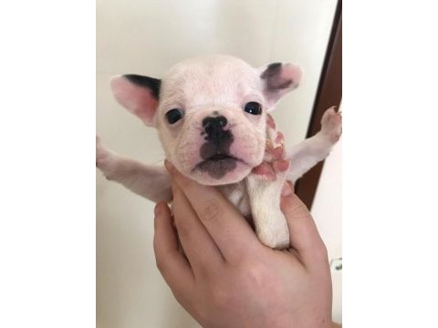 5 erkek yavru french bulldog sahiplenilmeyi bekliyor
