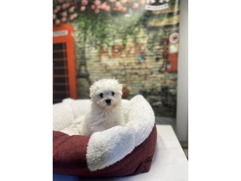 Maltese terrier yavru köpeklerimiz