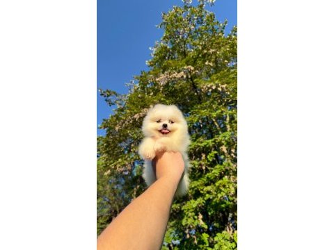 Pomeranian teddy bear 