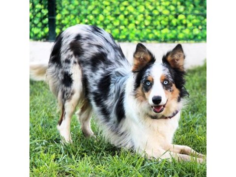 Şecereli border collie