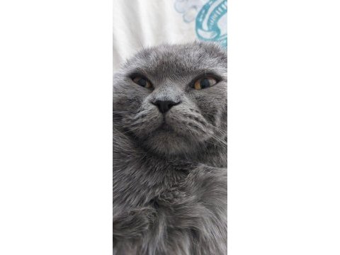 Yakışıklı scottish fold oğluma yeni ev arıyoruz