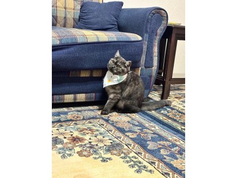 Uslu british shorthair ev kedisi yeni yuvasını arıyor