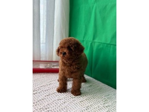Kore ve toy poodle bebekler