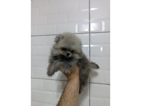 Orjinal ayı surat pomeranian boo yavrularımız