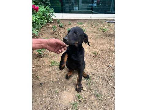 3 aylık doberman yavrusu