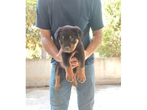 Safkan erkek yavru rottweiler