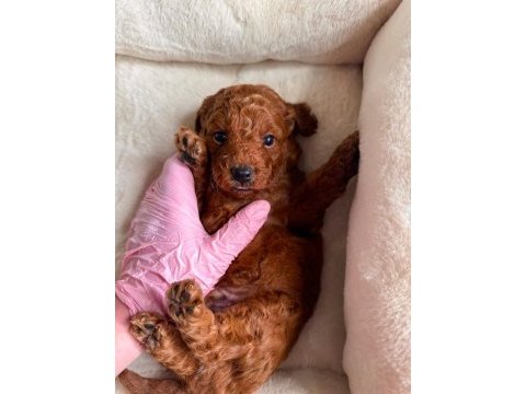Toy poodle ırk garantili yavrular