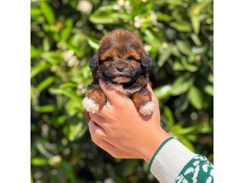 Erkek teacup maltipoo yavrumuz