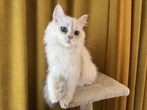 Maviş pamuk oğlan kedimiz
