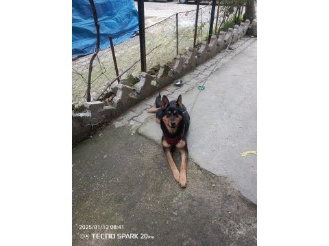 Orjinal ırk german shepperd alman kurdu