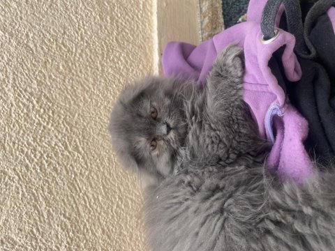 British longhair yavrum yeni yuvasını arıyor