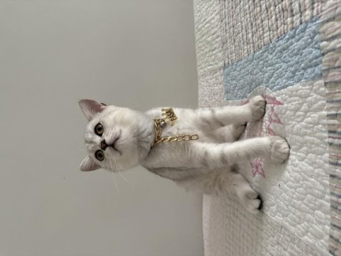 Safkan silver yakışıklı british shorthair oğlum