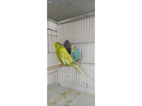 Yem maliyetine şov jumbo kuşlar