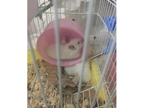 Çok tatlı hamster yavruları