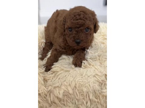 Toy poodle yavrular