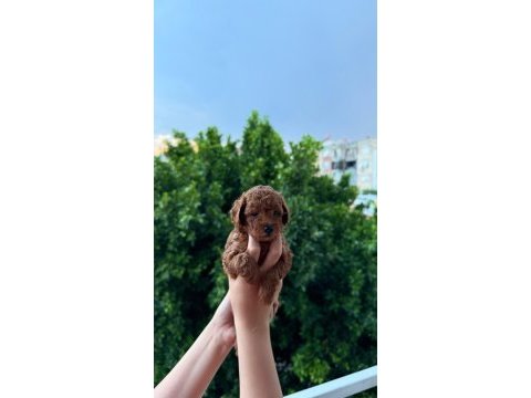 Ankara nın en güzel toy poodle yavruları