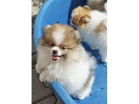 Pomeranian boo garantili yüksek kalite
