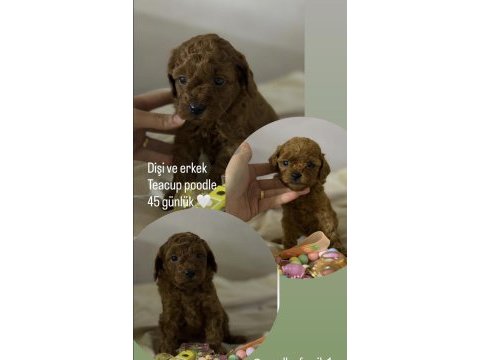 Dişi ve erkek teacup poodle