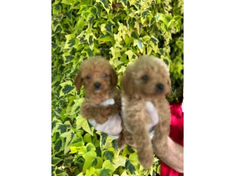 Sevimli maltipoo yavrular