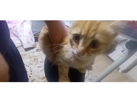 Sokak kedisi ve 4 yavrusunu sahiplendirmek istiyorum