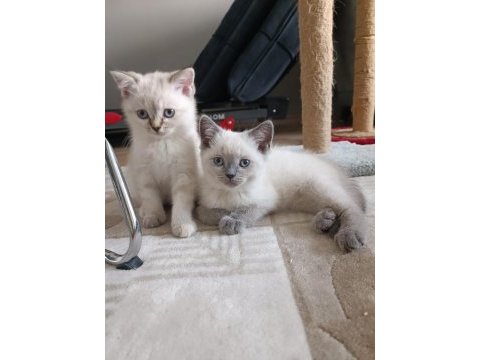 Teslime hazır british shorthair kuzucuklar