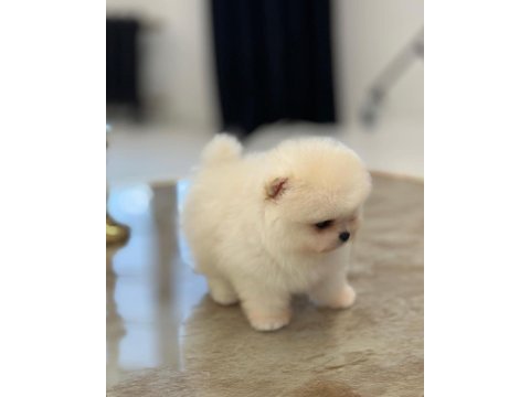 Daha iyisi yok ayı surat pomeranian boo