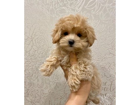 Sevimli maltipoo yavruları